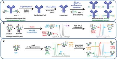 Specific location of galactosylation in an afucosylated antiviral monoclonal antibody affects its FcγRIIIA binding affinity